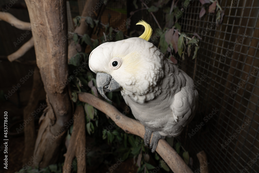 Poster closeup of a sulphur-crested cockatoo in a zoo