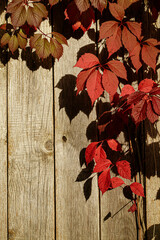 red maple leaves on wooden background