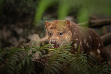 Closeup of a near threatened tiger quoll or spotted quoll in the wild