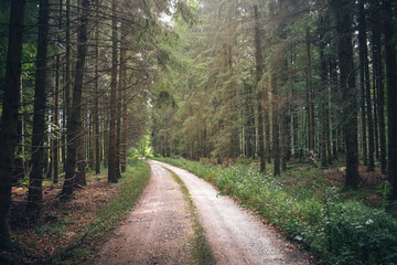 Fototapeta na wymiar Path through sunlit forest