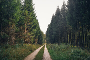 Path through sunlit forest