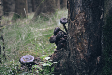 Mushrooms in the forest