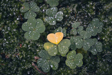 Heart shape clover with raindrops close-up