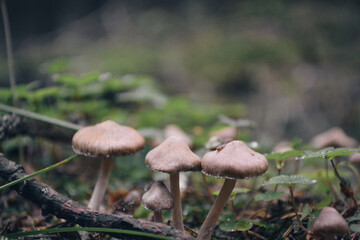 Mushrooms in the forest