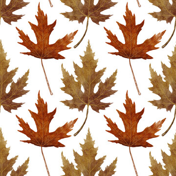 Seamless pattern with watercolor autumn leaves. Beautiful detailed fall maple leaves in pastel colors  isolated on white background