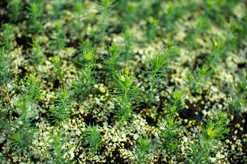 Green seedlings of coniferous trees. A greenhouse for growing plants and trees.