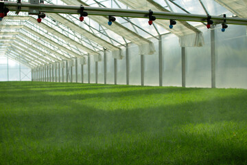Fototapeta premium A greenhouse for growing plants and trees. Irrigation technology in the greenhouse.