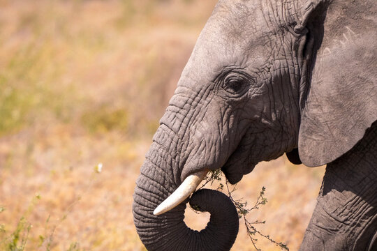 close up of elephant