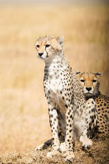 cheetah and cub