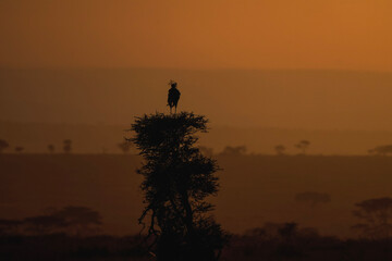 Obraz premium silhouette of a tree