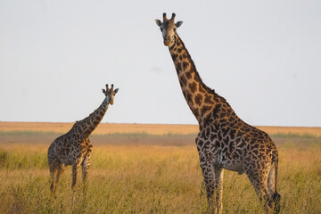 giraffe in the savannah