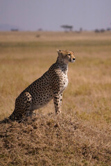 cheetah with prey