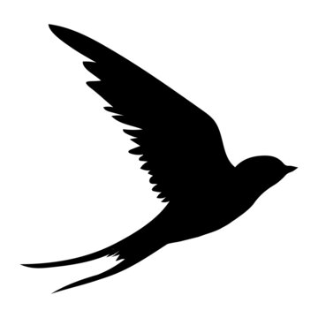 recommend clip art: Swallow silhouette. Isolated swallow on white background.