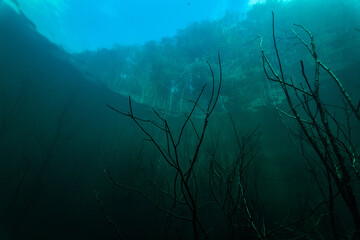Fototapeta na wymiar underwater view of the forest from the lake
