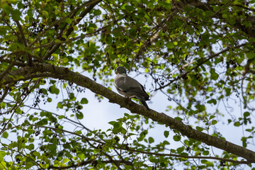 A plump woodpigeon, columba palumbus, sat on a branch in its natural environment in spring