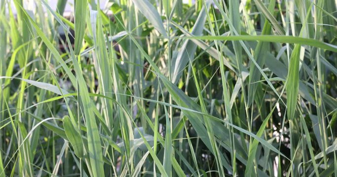 A low angle shot of sollar cells from the grass