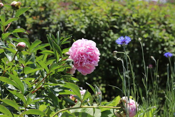 春の公園に咲くピンク色のシャクヤクの花