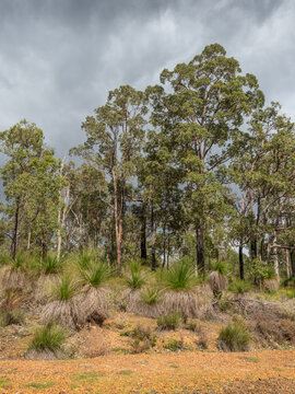 Woodland In John Forrest National Park