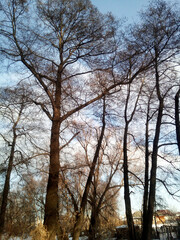 Beautiful alder grove. Tall alder trees grow near the village.
