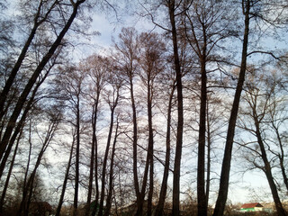 Beautiful alder grove. Graceful silhouettes of leafless trees in winter day