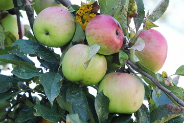 ripe apples on a branch with leaves