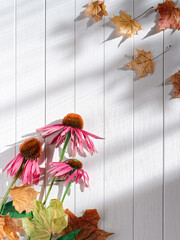 Autumn arrangement of fresh echinacea flowers and dried maple leaves. The background is made of white wooden planks. Autumn, fall composition, concept. Flat lay, top view, copy space.