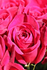 pink roses background