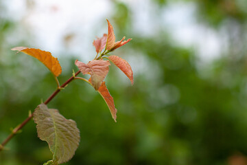 Close up of blurred summer green and red leafs on the branch on the left with blurred background. Nature concept with copy space