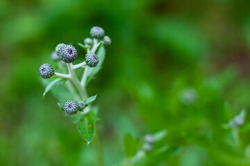 Close up of summer greens and purple flowers on blurred background. Nature eco bloom concept with copy space as a backdrop. Floral for your project. Wildlife organic and travel concept