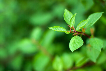 Close up of blurred summer green and red leafs on the right on the branch with blurred background. Nature concept with copy space