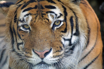 Bengal tiger (Panthera tigris trigris), India