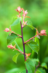 Close up of blurred summer green and red leafs in the centre on the branch with blurred background. Nature concept with copy space
