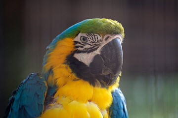 The blue and yellow macaw (Ara ararauna)