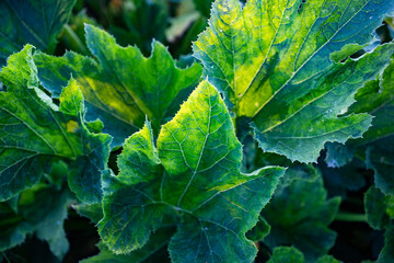 fresh green leaves of zucchini plant on an organic farm