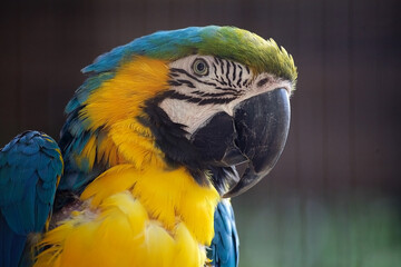 The blue and yellow macaw (Ara ararauna)