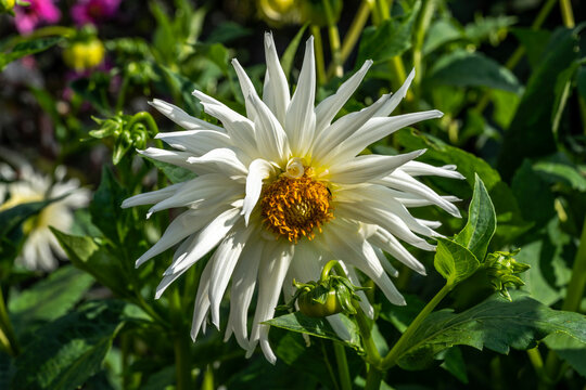 Dahlia 'My Love' a summer autumn flowering plant with a white summertime flower which is a semi cactus variety, stock photo image