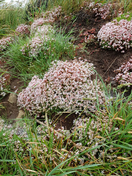 Sedum Album otherwise known as White Stonecrop a summer wildflower plant with a white pink summertime flower, stock photo image