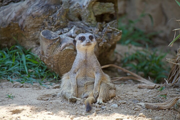 Suricate or meerkat (Suricata suricatta), Botswana