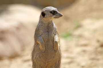 Suricate or meerkat (Suricata suricatta), Botswana