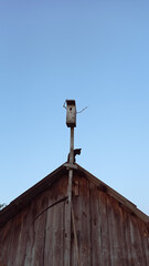 bird on a roof