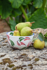 Top view of freshly picked green pears, in bowl, on stone with moss, outdoors, selective focus, green background, vertical
