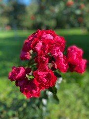 red rose bush
