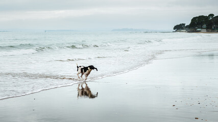 Dog playing at Milford beach with its reflection on the wet sand