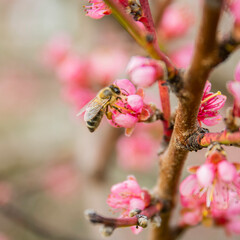 Spring apple tree macro background