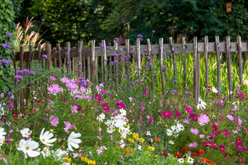 Bunte Blumenwiese vor einem Holzzaun, Bauerngarten, Bienenweide