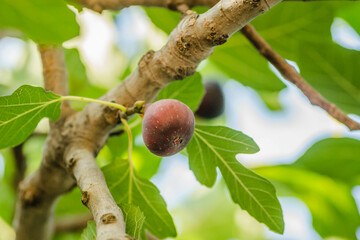 Ripe fig fruits in the canopy of the tree