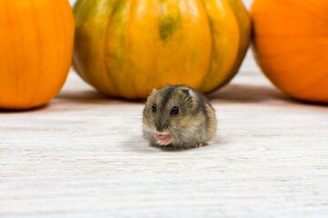 Brown hamster sits on a white table not a background of orange pumpkins.