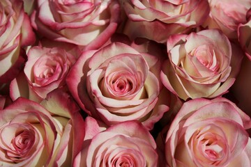 Beautiful bouquet of fresh pink roses in full bloom on a bright sunny summer day.
