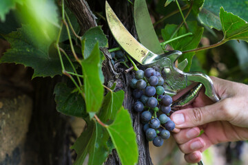 Ripening blue wine grapes in the garden on grape plant and hand  with gardener vintage scissors ...