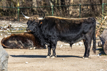 Heck cattle, Bos primigenius taurus or aurochs in a German park